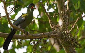 White-cheeked Turaco