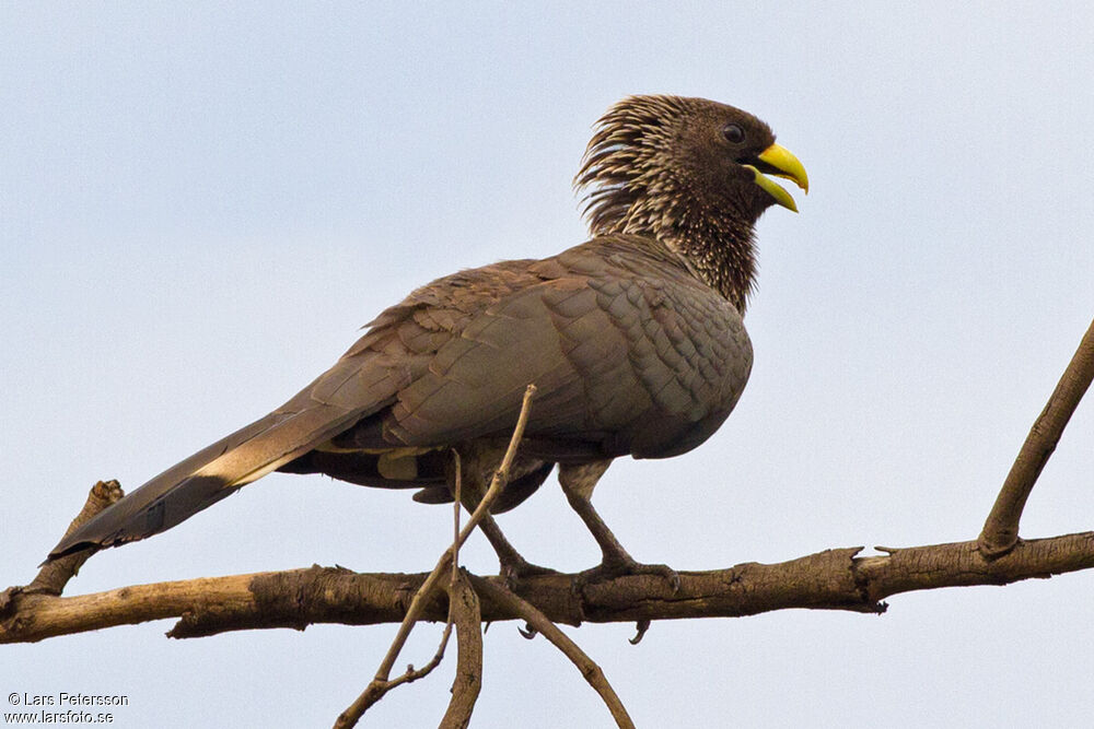 Eastern Plantain-eater