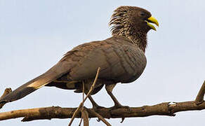 Eastern Plantain-eater