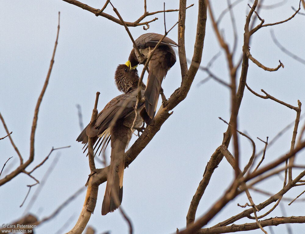 Eastern Plantain-eater