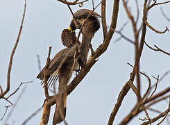 Eastern Plantain-eater