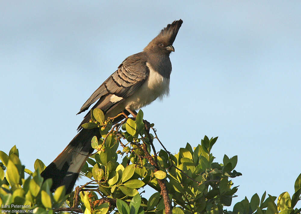 White-bellied Go-away-bird female adult