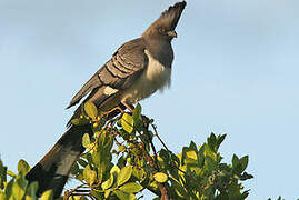 White-bellied Go-away-bird