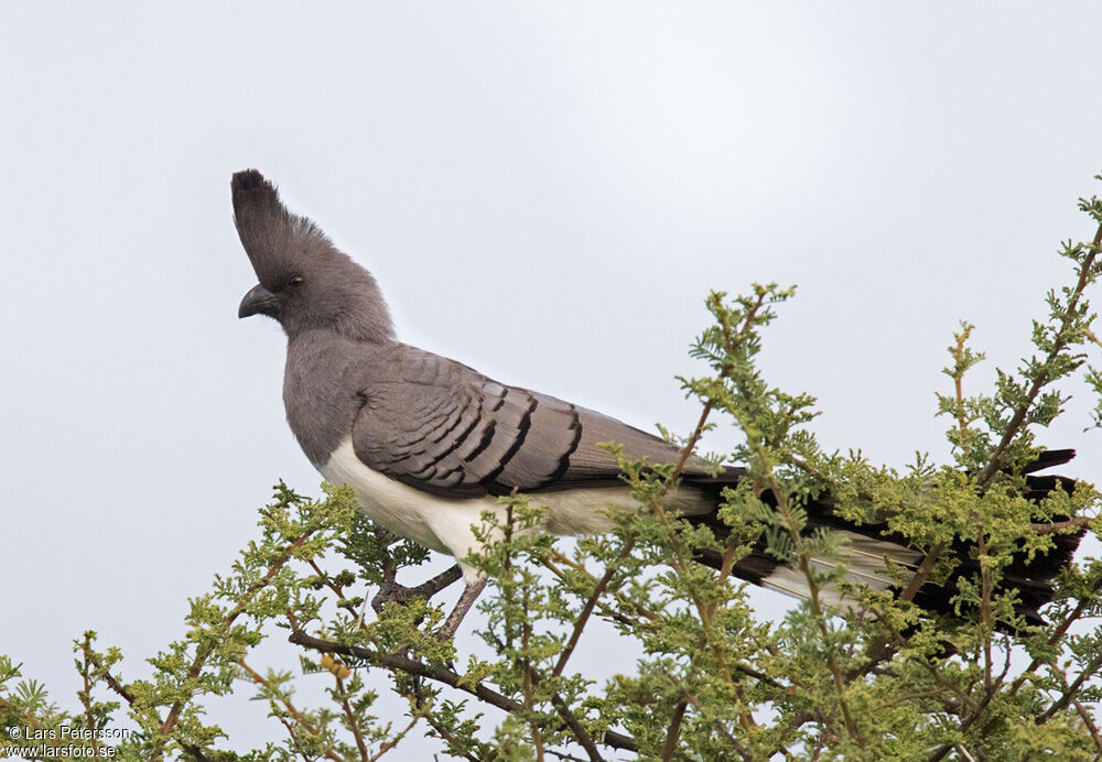 White-bellied Go-away-bird