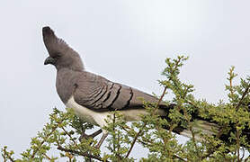 White-bellied Go-away-bird