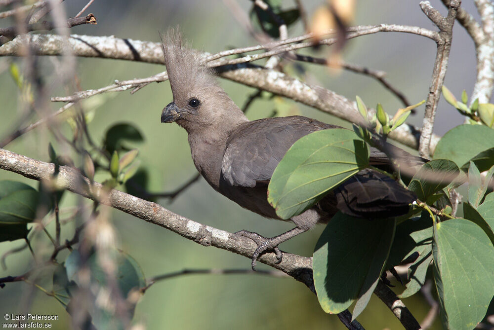 Grey Go-away-bird