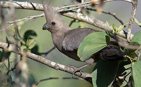 Grey Go-away-bird