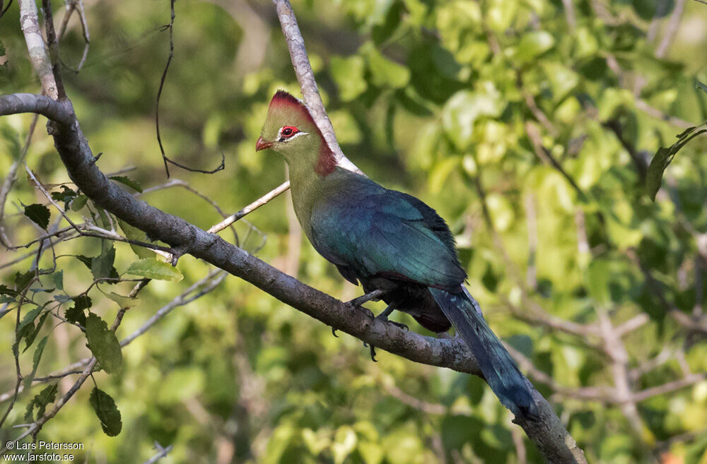 Fischer's Turaco