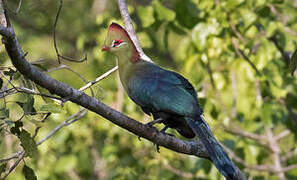 Fischer's Turaco