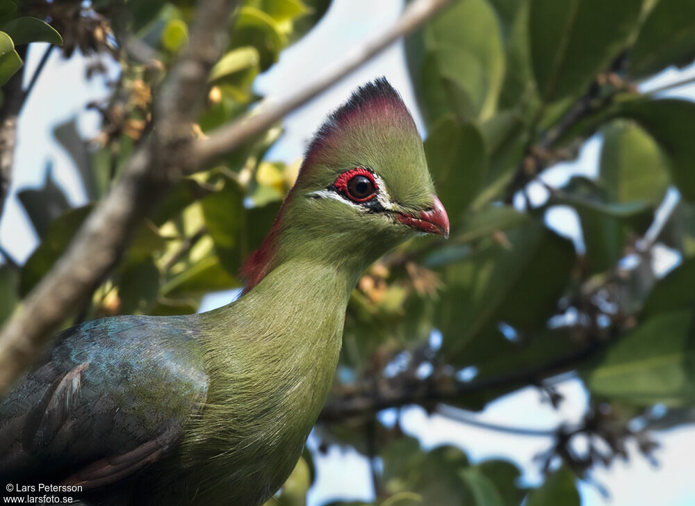 Touraco de Fischer