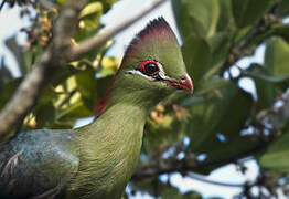 Fischer's Turaco