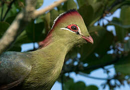 Fischer's Turaco