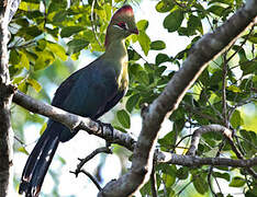 Fischer's Turaco