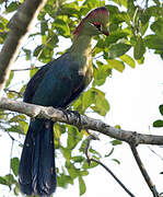 Fischer's Turaco