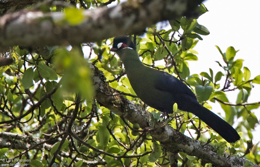 Hartlaub's Turaco