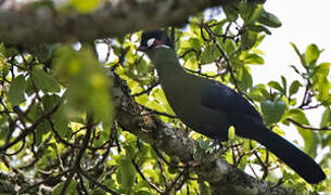 Hartlaub's Turaco