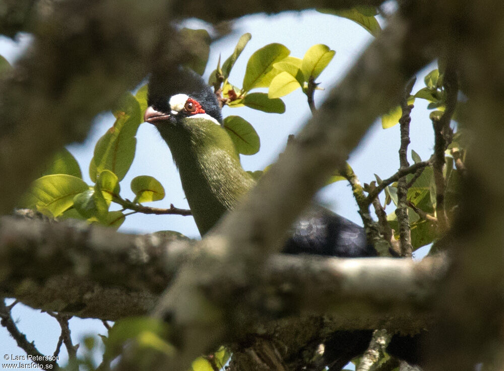 Hartlaub's Turaco