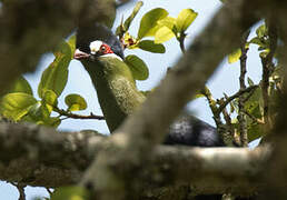 Hartlaub's Turaco