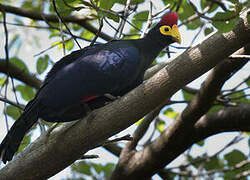 Ross's Turaco