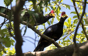 Ross's Turaco