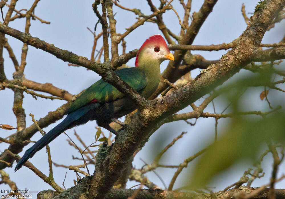 Touraco de Pauline adulte, identification