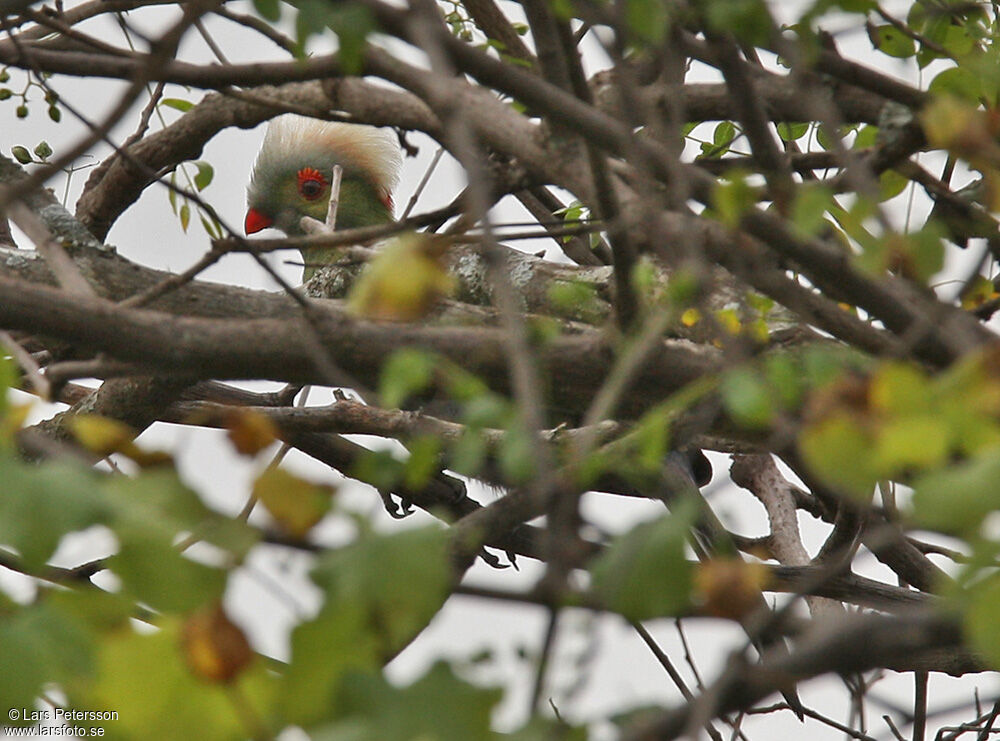 Ruspoli's Turaco