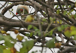 Ruspoli's Turaco