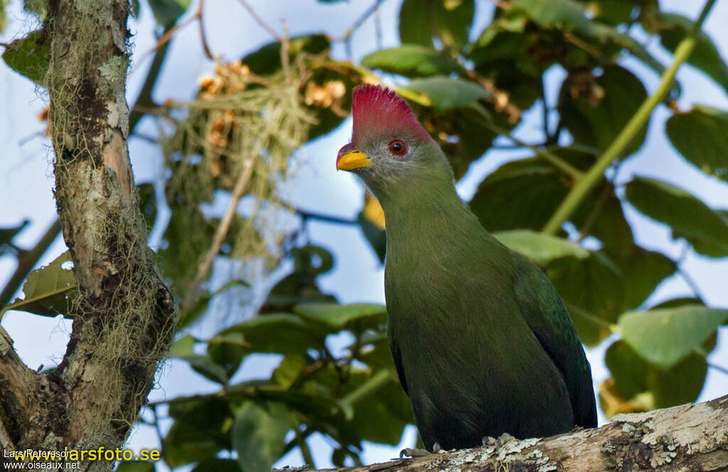 Bannerman's Turaco