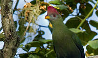 Touraco doré