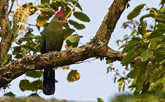 Touraco doré