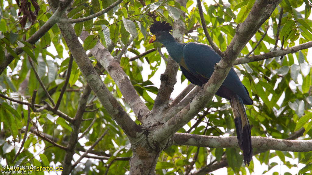 Great Blue Turaco