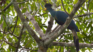 Great Blue Turaco