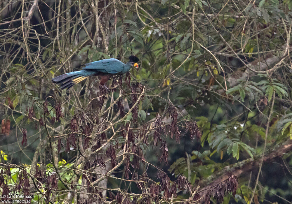 Great Blue Turaco