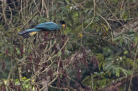 Great Blue Turaco