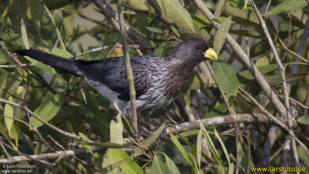 Western Plantain-eater