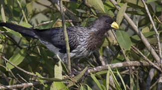 Western Plantain-eater