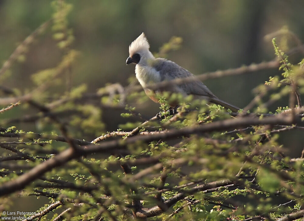 Bare-faced Go-away-bird