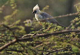 Bare-faced Go-away-bird