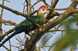 Red-crested Turaco