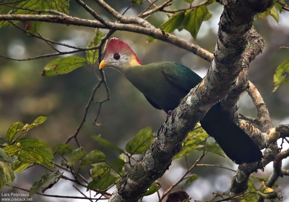 Touraco paulineadulte, habitat