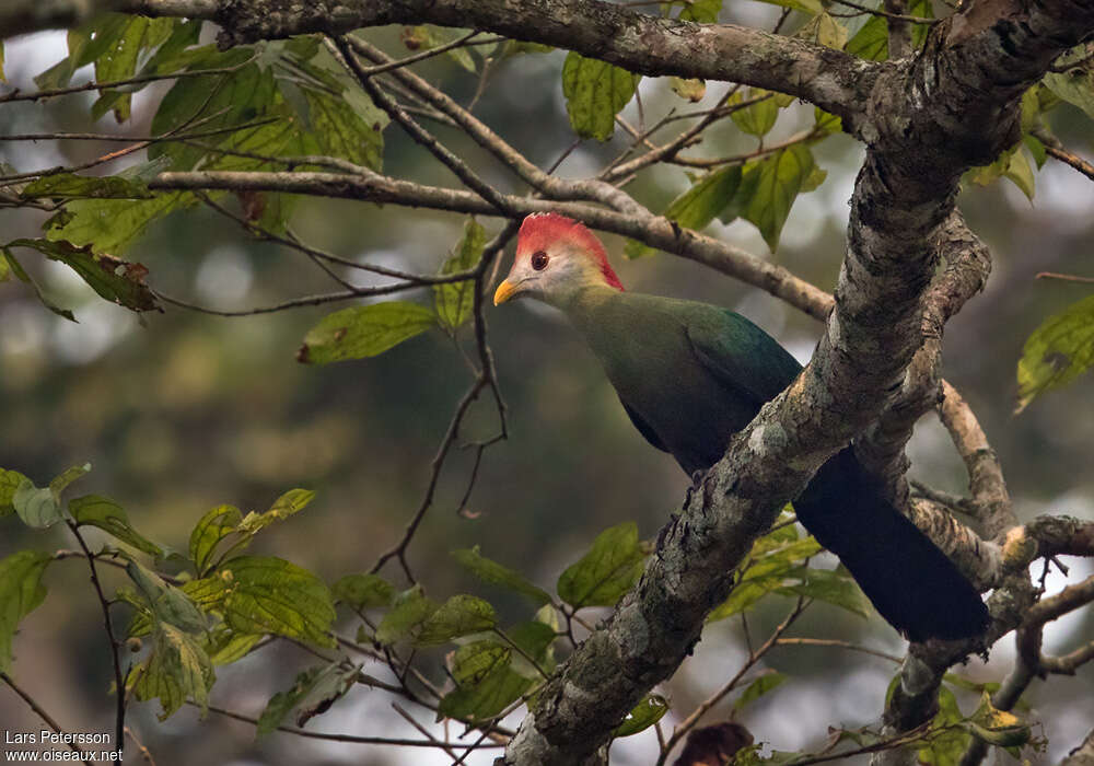 Touraco paulineadulte, identification