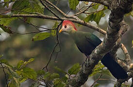 Red-crested Turaco