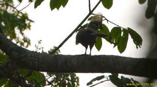 Guinea Turaco