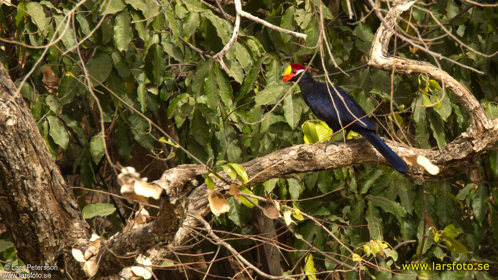 Violet Turaco