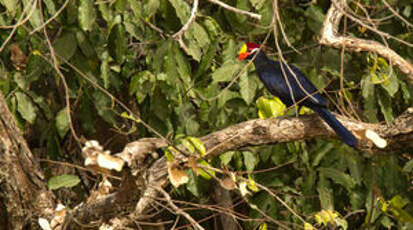 Touraco violet