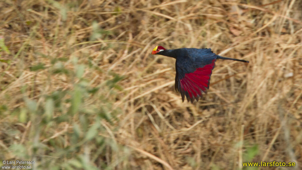 Violet Turaco