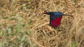 Violet Turaco