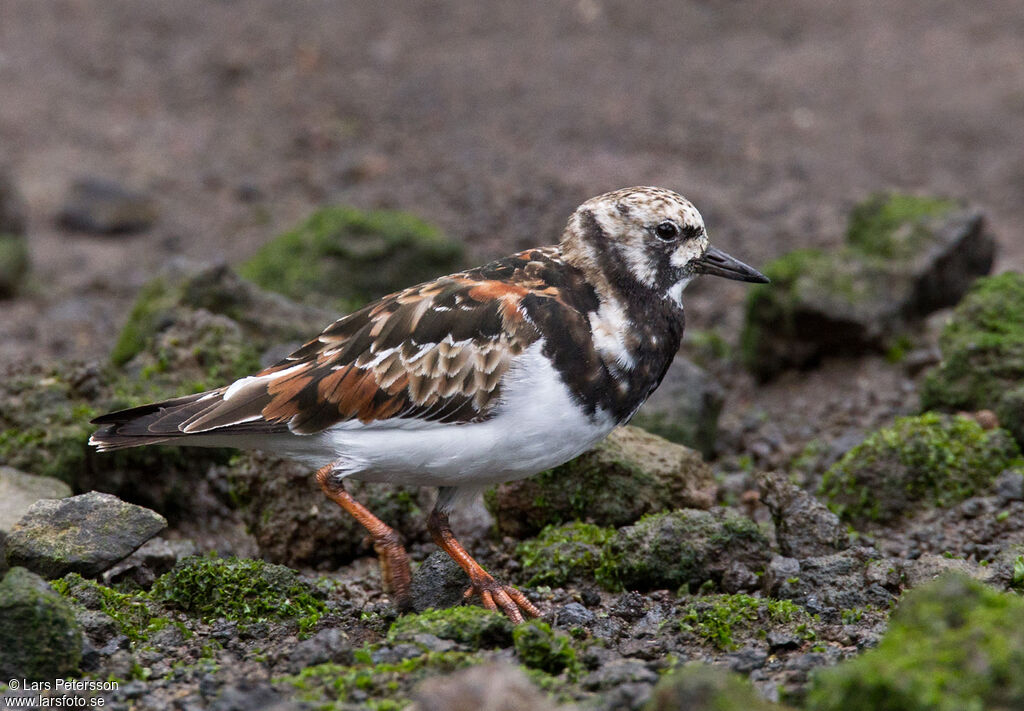 Ruddy Turnstone