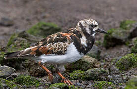 Ruddy Turnstone