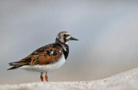 Ruddy Turnstone